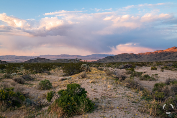 _DSF0163-20200326