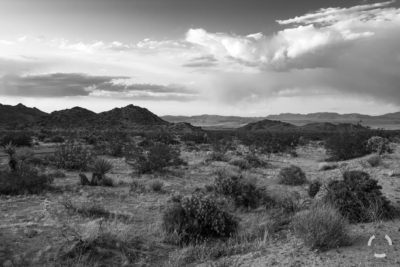 Rain over Oasis of Mara in Black and White