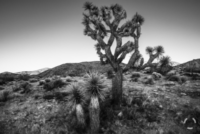 Joshua Tree and Friends