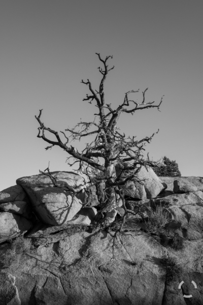 Lightning Struck Tree