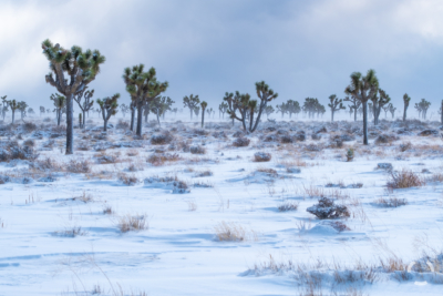 Joshua Tree in Winter