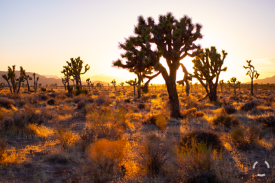 Joshua Tree in Color