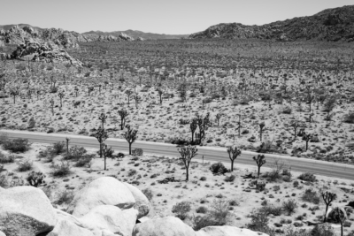 Joshua Tree in Black and White