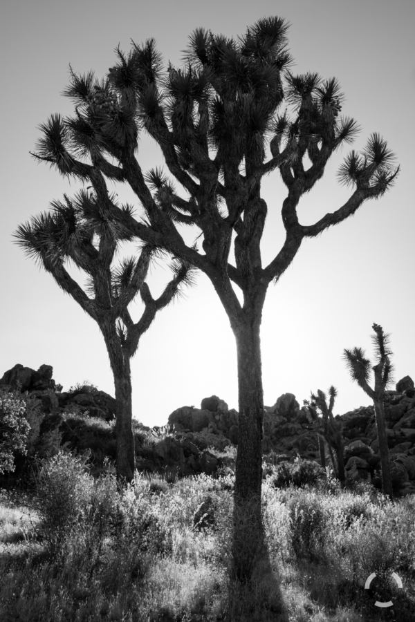 _DSF9584-20190531